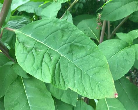 Pokeweed Phytolacca Americana Tualatin Soil And Water Conservation