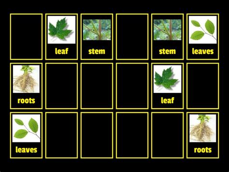 Matching Pairs Memo Test Parejas