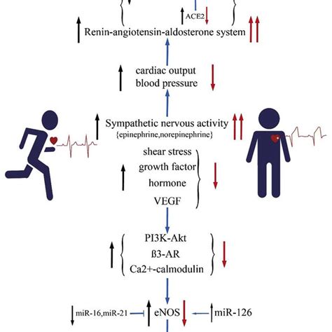 PDF Noncoding RNAs In Exercise Induced Cardio Protection For Chronic