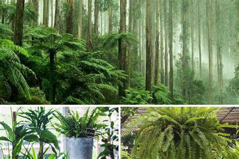 Keyword for What Are The Different Types Of Fern Plants