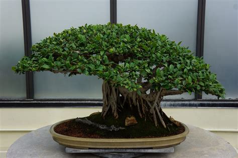 Cuidados Del Bons I Ficus Ginseng Bricoestilo