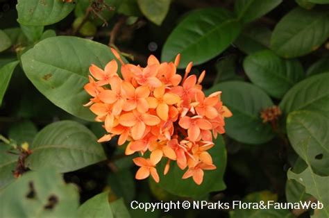 Nparks Ixora Super Orange