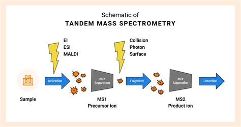 Liquid Chromatography Mass Spectrometry Lc Ms Ms Analysis Northeast