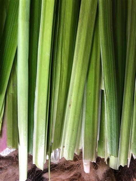 Dried Iris Leaves For Weaving Wild Weaving Materials Soft Basket
