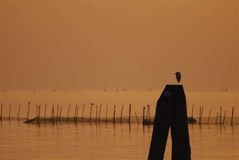 Garzetta Una Garzetta In Laguna Di Venezia Al Tramonto In Flickr