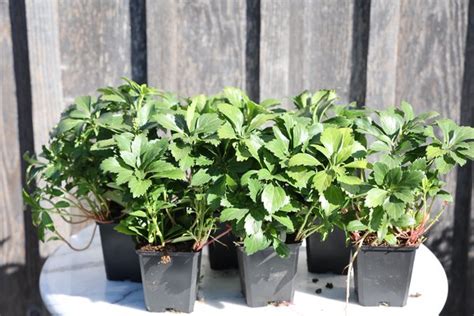 Pachysandra Terminalis Compacta 12er Set Lubera De