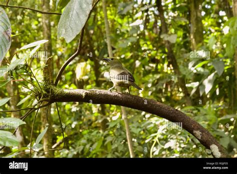 Palm Tanager Also Known As Thraupis Palmarum Stock Photo Alamy