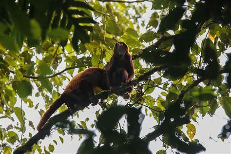 Reserva Barbas Bremen En Filandia Quindio