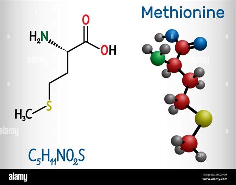 Methionine L Methionine Met M Essential Amino Acid Molecule