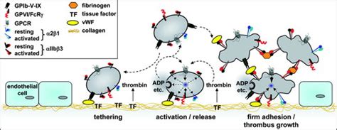 Cell Adhesion Mechanisms In Platelets Arteriosclerosis Thrombosis