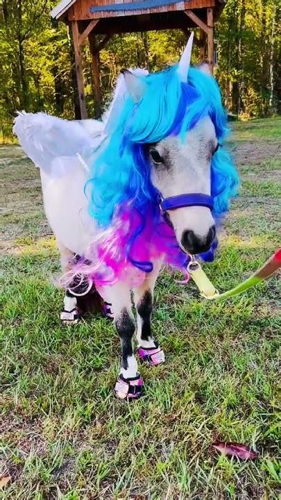 Happy National Unicorn Day 🦄 🌈 ️unicorn Minihorse Therapyhorse