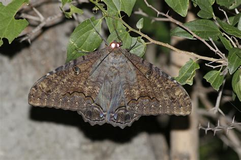 Polilla Bruja Ascalapha Odorata EcoRegistros