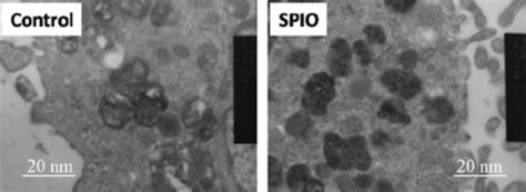 The Morphology Of Rat Bmscs A P Generation And B P Generation