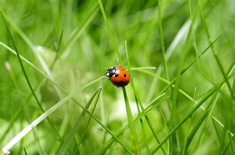 Free Images Nature Grass Meadow Flower Green Insect Ladybug