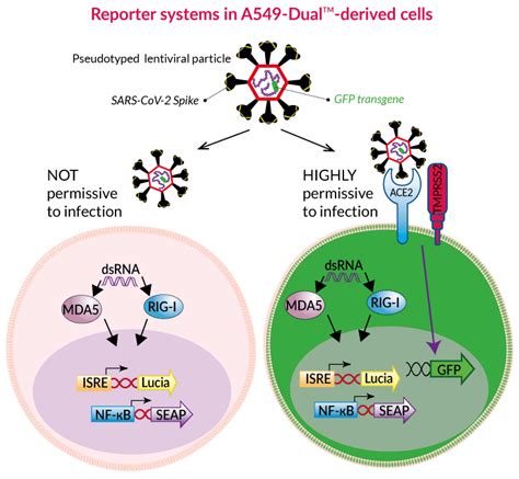 SARS CoV 2 NF κB IRF reporter A549 InvivoGen