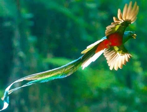 ケツァール、世界一美しい 幻の鳥、火の鳥のモデルとも、中米メキシコ～パナマ の熱帯雨林に生息 歴史散歩とサイエンス、自然とのふれあい