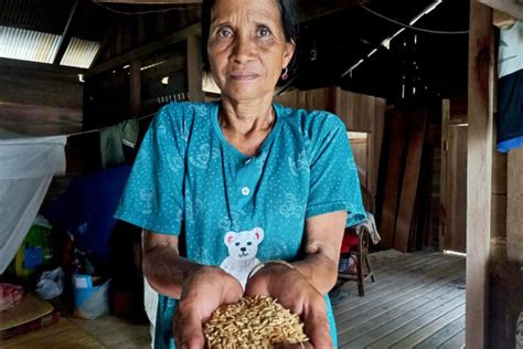 On A Borneo Mountainside Indigenous Dayak Women Hold Fire And Defend