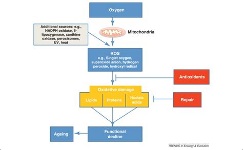 Schematic Showing Premise Behind The Oxidative Stress Theory Of Ageing