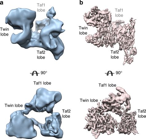 Structural Organization Of Yeast Tfiid A Cryo Em Model Of The Yeast