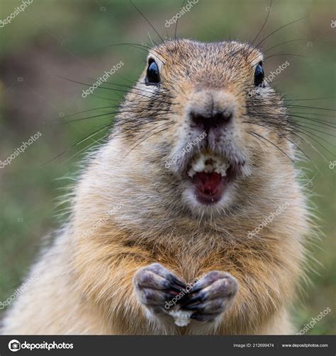 Portrait Cute Wild Gopher Eating Grain Field Rodent Wild Nature — Stock ...