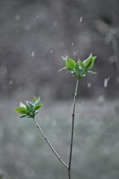 Premium Photo Close Up Of Small Plant