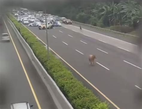 Viral Sapi Kurban Lepas Di Tol Jagorawi Sampai Bikin Macet Lambeturah