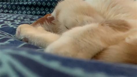 Turn Up Volume Snoring Cat Keeps Me Awake Youtube