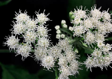 Ageratina altissima / White Snakeroot | Wicklein's Wholesale Native Plant Nursery Maryland