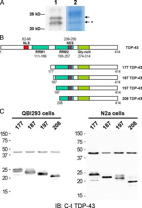 Expression Of Tdp 43 C Terminal Fragments In Vitro Recapitulates