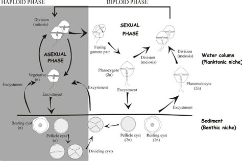 The Life Cycle Of Dinoflagellates Including All Possible Described Download Scientific Diagram