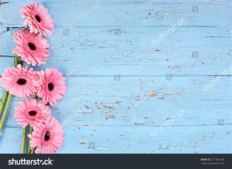 Pink Daisy Border