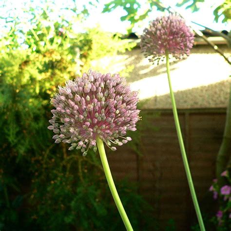 Photo #64789 | Allium ampeloprasum | plant lust