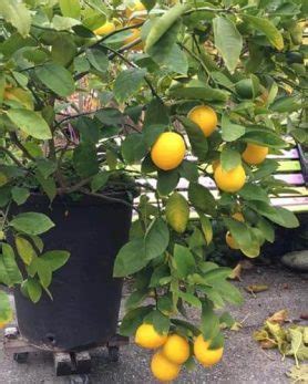 10+ Dwarf Lemon Tree Varieties – World of Garden Plants