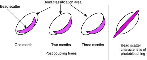 A typical Luminex bead map illustrating the shift of the bead scatter.... | Download Scientific ...