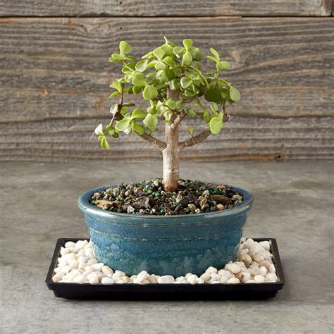 Dwarf Jade Bonsai Williams Sonoma