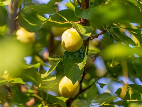 Ciruelo Amarillo En Las Ramas De Un Rbol En El Jard N Foto De Archivo