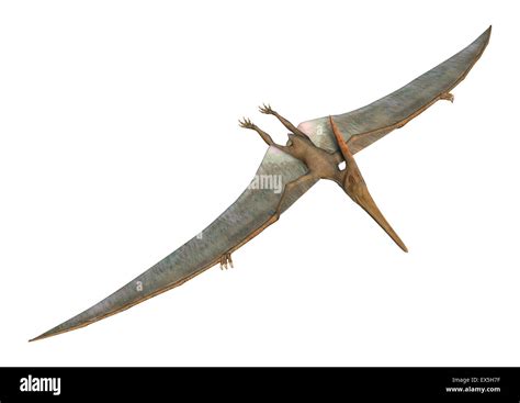 3d Digital Render Of A Pteranodon Flying Isolated On White Background