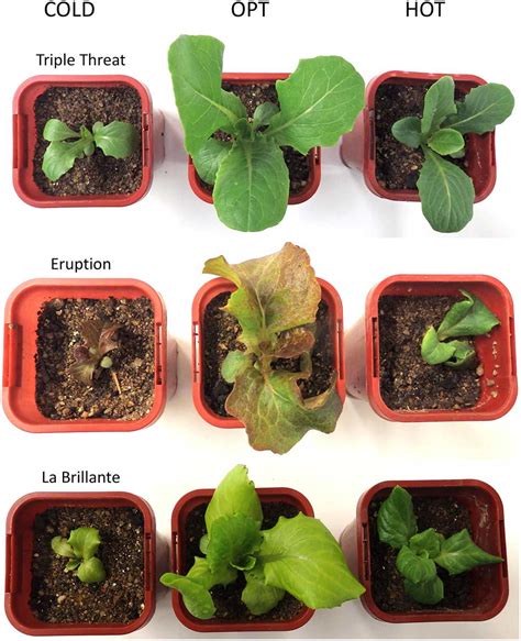 Lettuce Growing Stages