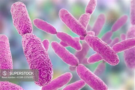 Klebsiella pneumoniae bacteria, computer illustration. K. pneumoniae are Gram-negative ...