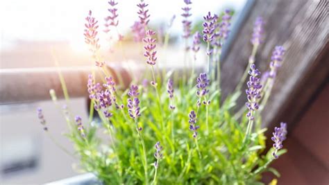 Adiós a los mosquitos polillas y ácaros la planta de Aldi que acaba