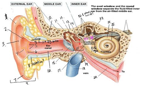 Inner Ear Diagram Diagram | Quizlet