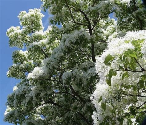 Chionanthus Retusus Chinese Fringe Tree 10 Seeds Etsy