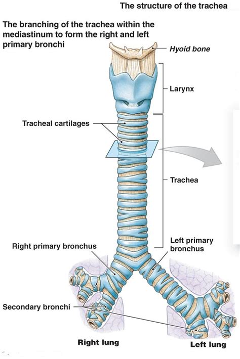 diagram of the trachea - 28 images - larynx labeled diagram stock ...