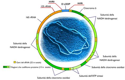 Dna Mitocondriale Che Cos Un Nome Solo Apparentemente Complicato