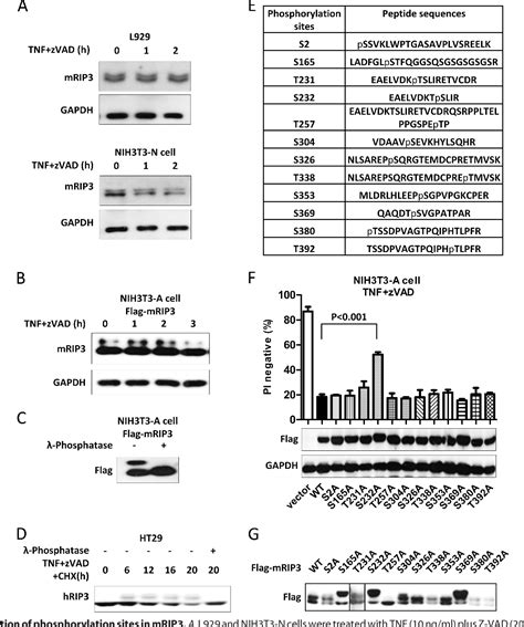 Figure 1 From Diverse Sequence Determinants Control Human And Mouse