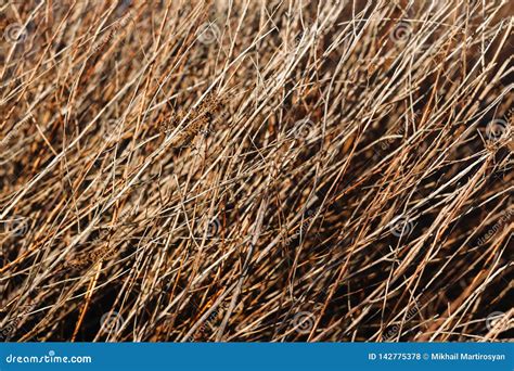 natural background bushes branches dry branches  trees stock photo