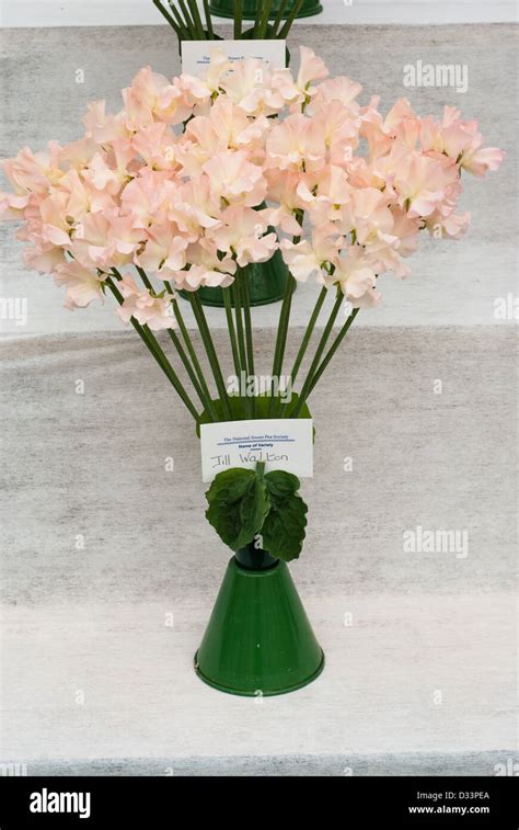 Sweet Pea Jill Walton At The National Sweet Pea Society Show Stock
