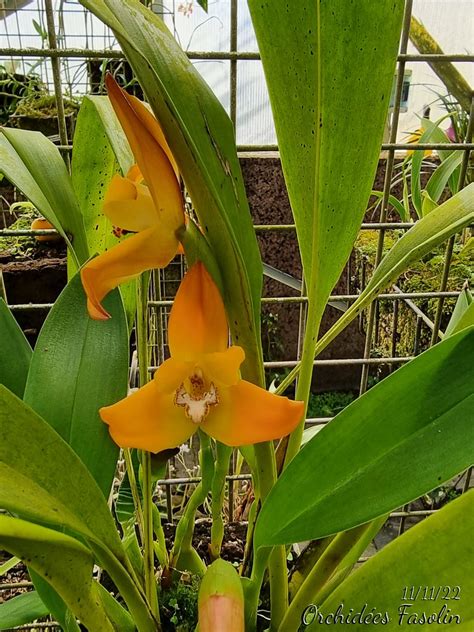 Maxillaria Molitor Orange Monique Jl Sancho Fasolin Flickr