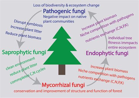 Fungal Diversity And Forest Ecosystem Overall Different Types Of