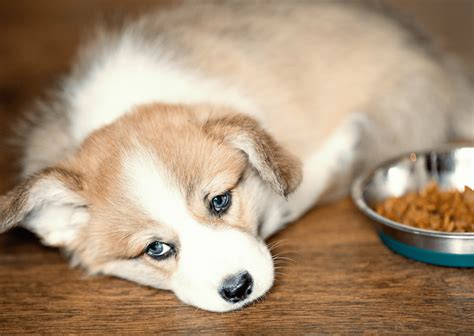 犬と猫の糖尿病について┃多飲多尿や体重の減少が見られたら注意｜ブログ一覧｜させ犬猫の病院 Ctスキャンあり 栃木県佐野市の動物病院